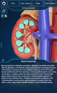 اسکرین شات برنامه Kidney Anatomy Pro. 7