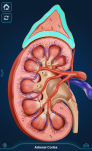 اسکرین شات برنامه Kidney Anatomy Pro. 3