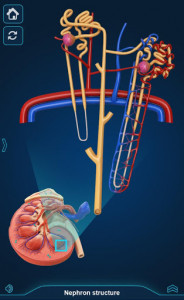 اسکرین شات برنامه Kidney Anatomy Pro. 4