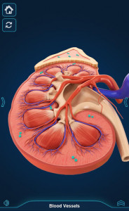 اسکرین شات برنامه Kidney Anatomy Pro. 2