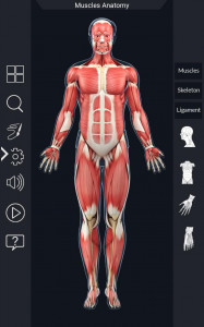 اسکرین شات برنامه My Muscle Anatomy 2