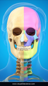 اسکرین شات برنامه Skull Anatomy Pro. 1