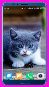 اسکرین شات برنامه Cute Kitten HD Wallpaper 8
