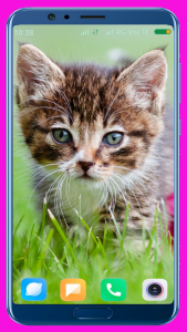 اسکرین شات برنامه Cute Kitten HD Wallpaper 6
