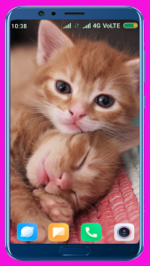 اسکرین شات برنامه Cute Kitten HD Wallpaper 5
