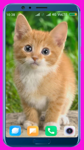اسکرین شات برنامه Cute Kitten HD Wallpaper 1