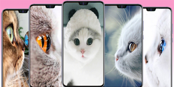اسکرین شات برنامه Cute Cat wallpaper - Kitten images 2