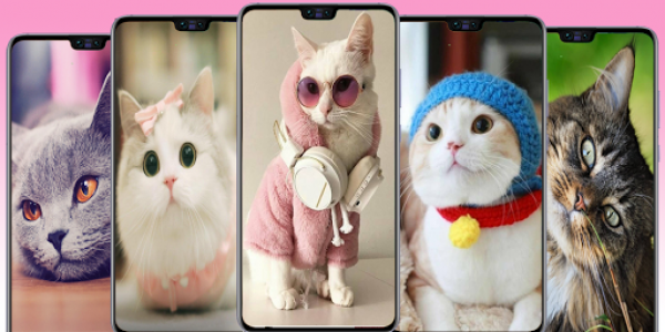 اسکرین شات برنامه Cute Cat wallpaper - Kitten images 3
