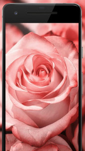 اسکرین شات برنامه Rose Wallpaper, Floral, Flower background : Rosefy 3