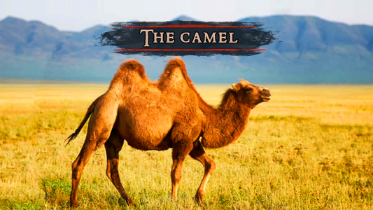 اسکرین شات بازی The Camel 2
