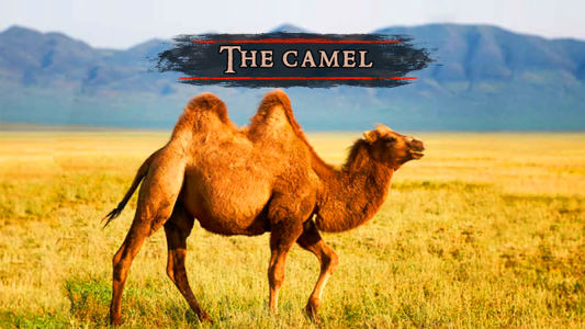 اسکرین شات 2 بازی The Camel