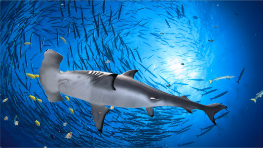 اسکرین شات بازی The Hammerhead Shark 1