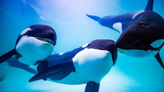 اسکرین شات 2 بازی The Killer Whale