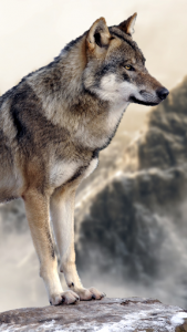 اسکرین شات برنامه Wolf Wallpapers: Cool Animal Backgrounds Free 5