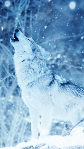 اسکرین شات برنامه Wolf Wallpapers: Cool Animal Backgrounds Free 3