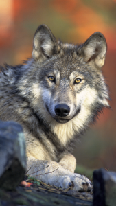 اسکرین شات برنامه Wolf Wallpapers: Cool Animal Backgrounds Free 1