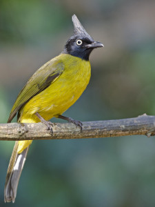 اسکرین شات 1 برنامه Bulbul bird sounds