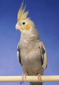 اسکرین شات برنامه Cockatiel Sounds 1