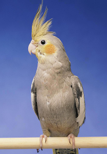 اسکرین شات برنامه Appp.io - Cockatiel Sounds 1