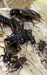 اسکرین شات 1 برنامه Crickets Sounds