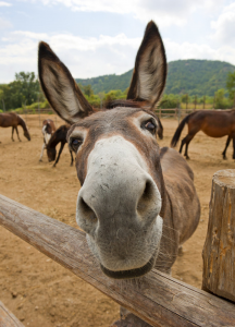 اسکرین شات 1 برنامه Donkey Sounds