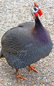 اسکرین شات 1 برنامه Guinea Fowl Sounds & Calls