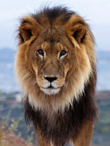 اسکرین شات 1 برنامه Lion Sounds