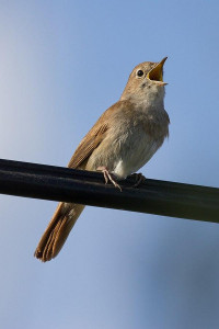 اسکرین شات 1 برنامه Nightingale Bird Sounds