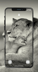 اسکرین شات برنامه 🐯 Lion Wallpapers - Angry 4K | HD Lion Pictures ❤ 6