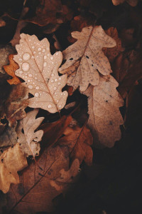 اسکرین شات 5 برنامه Brown Aesthetic Wallpaper