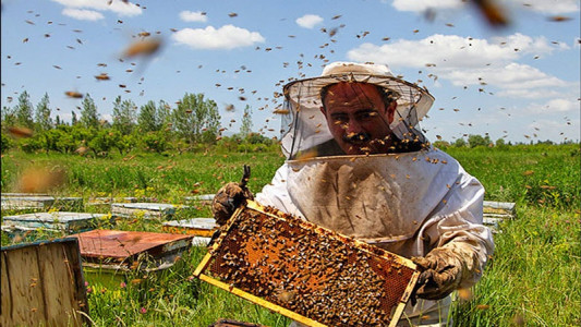 اسکرین شات برنامه آموزش پرورش زنبور عسل 1