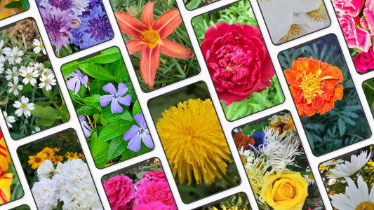 اسکرین شات 1 برنامه Flower Wallpaper-7