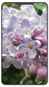 اسکرین شات 8 برنامه Flower Wallpaper-7