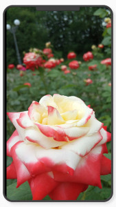 اسکرین شات 2 برنامه Flower Wallpaper-7
