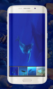 اسکرین شات برنامه Blue Whale Live Wallpapers - Whale Animations 2