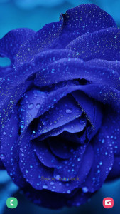 اسکرین شات 4 برنامه Flower Wallpapers