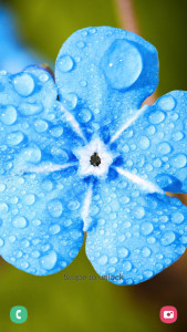 اسکرین شات 2 برنامه Flower Wallpapers