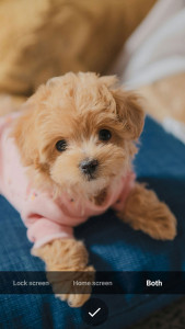 اسکرین شات برنامه Puppy Wallpapers 3