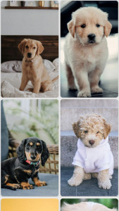 اسکرین شات برنامه Puppy Wallpapers 8