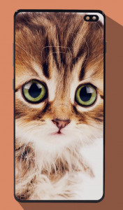 اسکرین شات برنامه Cute Cat Wallpapers 2