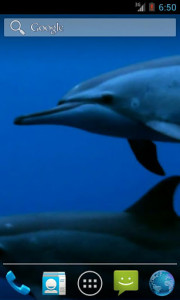 اسکرین شات برنامه Wild Dolphins Video Wallpaper 1
